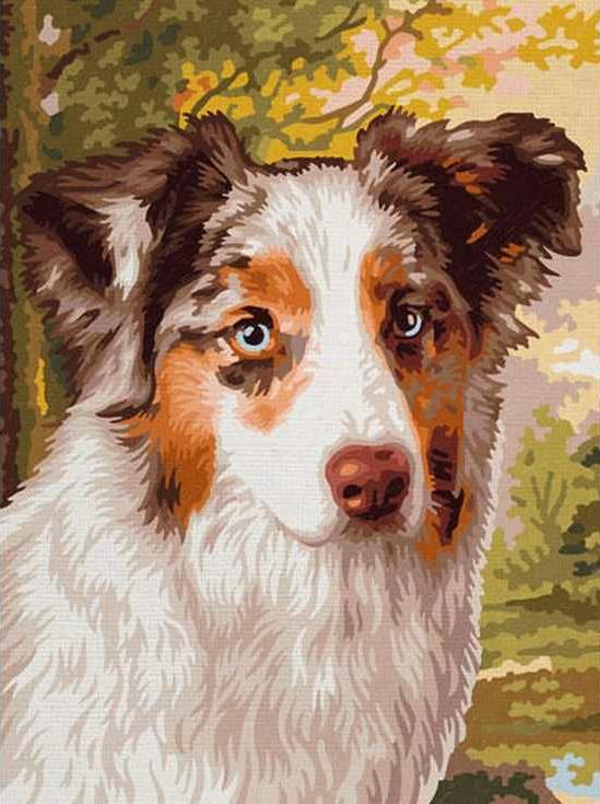 «Бордер Колли» «Бордер Колли»Раскраски по номерам Paintboy (Original)<br><br><br>Артикул: EX5085_R<br>Основа: Холст<br>Сложность: средние<br>Размер: 30x40 см<br>Количество цветов: 22<br>Техника рисования: Без смешивания красок
