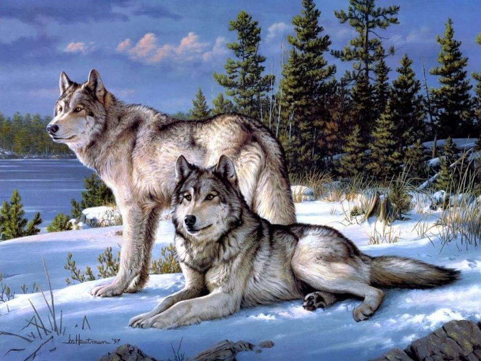 «Волки на снегу» «Волки на снегу»Paintboy (Premium)<br><br><br>Артикул: GX4430<br>Основа: Холст<br>Сложность: сложные<br>Размер: 40x50 см<br>Количество цветов: 23<br>Техника рисования: Без смешивания красок