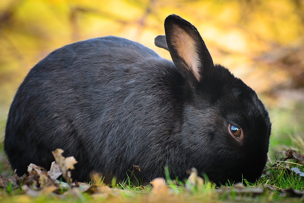На фото изображено - Новый год - время подарков: что подарить в год Черного Водяного Кролика?, рис. Черный кролик