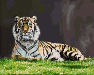 Картина по номерам «Тигр Шерхан»