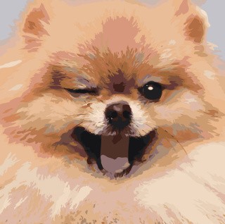 Картина по номерам «Собаки: Шпиц милый щенок 40х40»