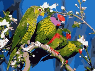 Картина по номерам «Волнистые попугаи»