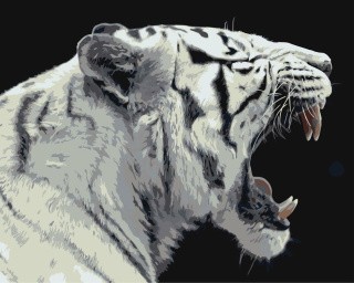 Картина по номерам «Белый тигр»