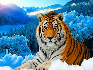 Набор для вышивания «Тигр»