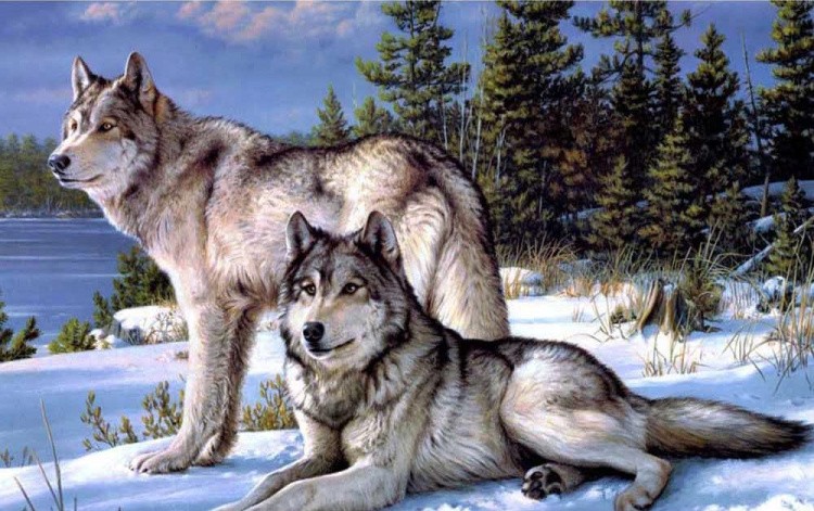 Алмазная вышивка «Волки»
