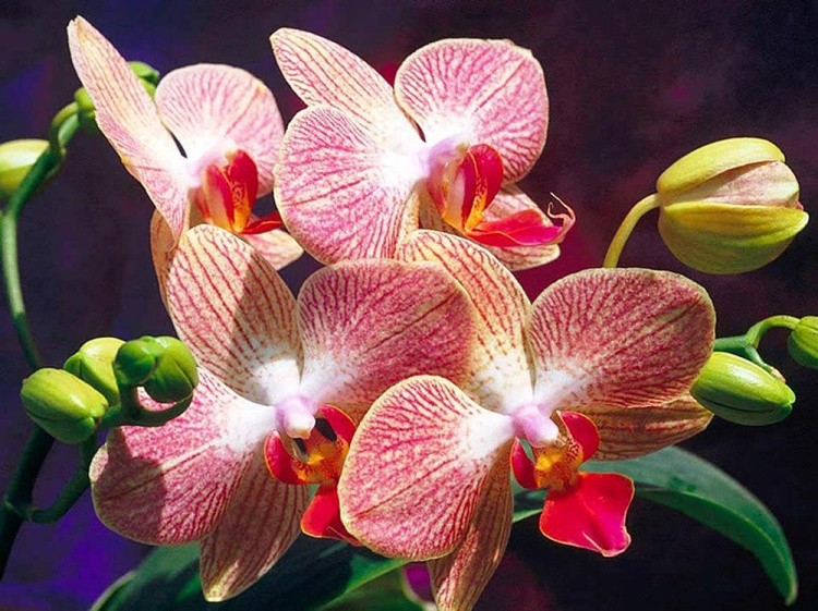 Алмазная вышивка «Орхидеи»