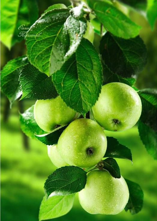 Алмазная вышивка «Зеленые яблоки»