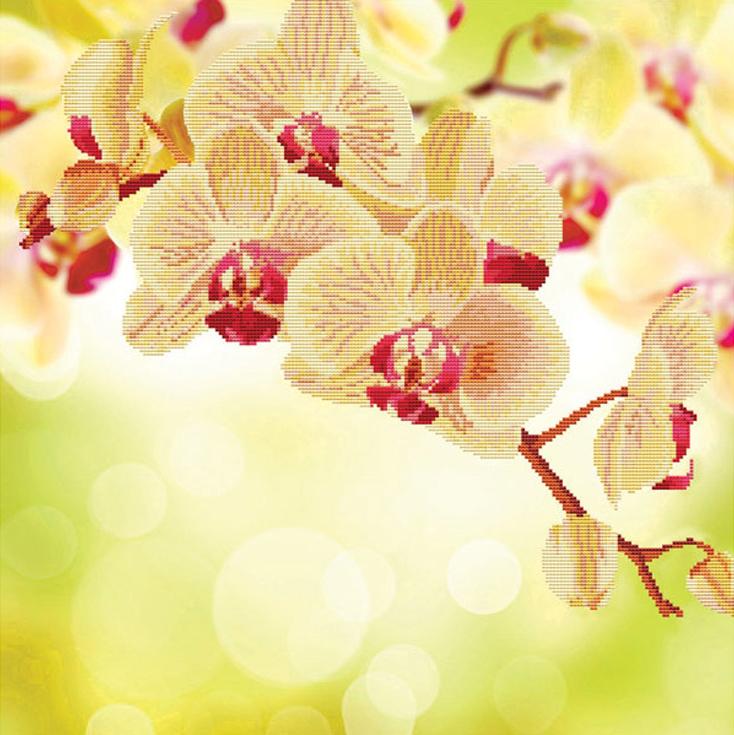 Алмазная вышивка «Нежная орхидея»