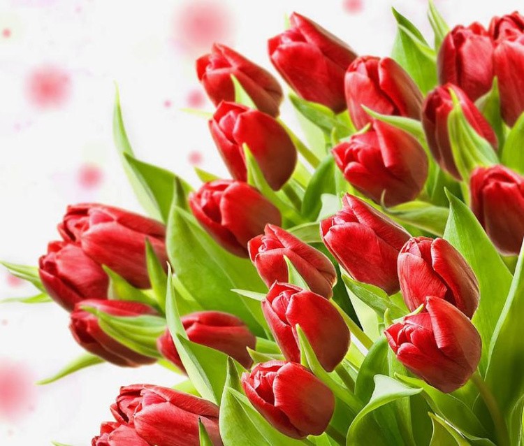 Алмазная вышивка «Красные тюльпаны»
