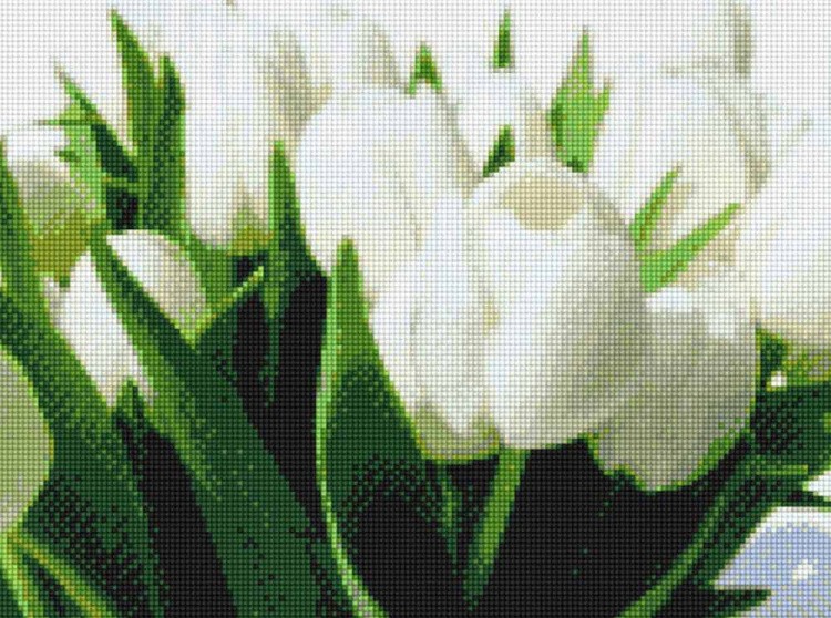 Алмазная вышивка «Белые тюльпаны»
