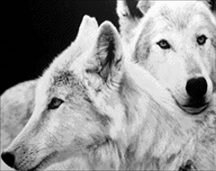 Алмазная вышивка «Влюбленные волки»
