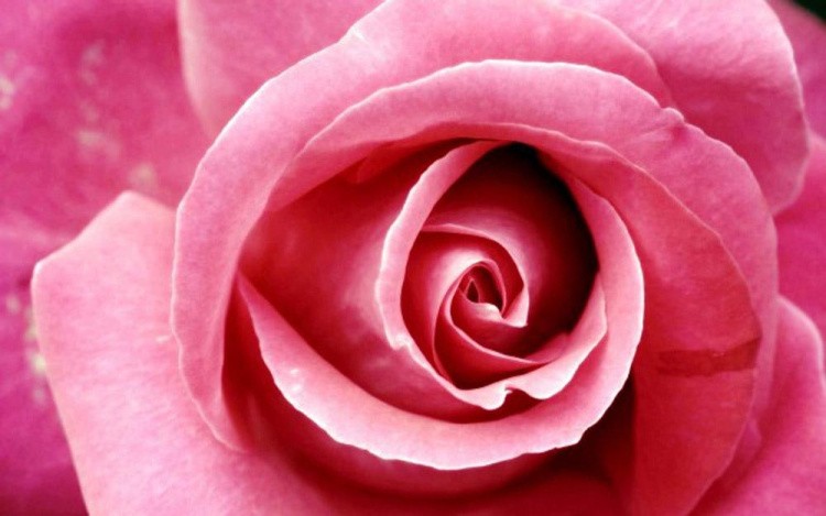 Алмазная вышивка «Бутон розы»