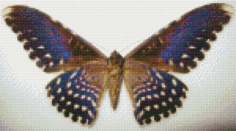Алмазная вышивка «Бабочка Совка агриппина»