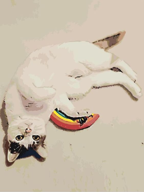 Картина по номерам «Кошка на полу»