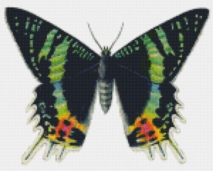 Алмазная вышивка «Бабочка Урания»