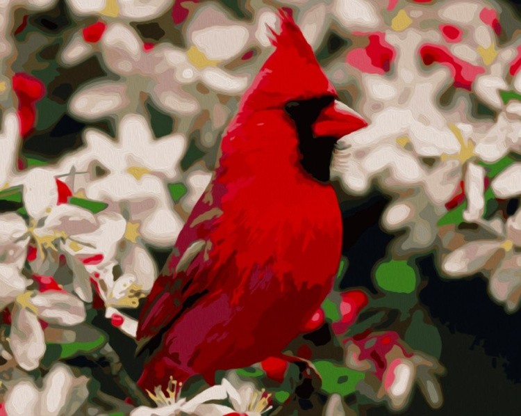 Картина по номерам «Красный кардинал взволнован»