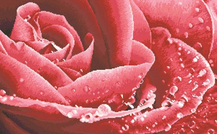 Алмазная вышивка «Розы цвет»