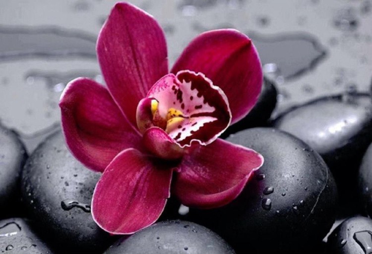 Алмазная вышивка «Королевская орхидея»