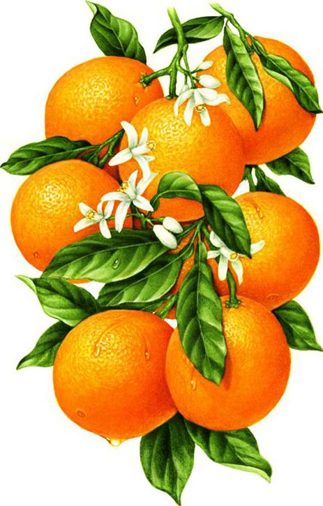 Алмазная вышивка «Гроздь апельсинов»