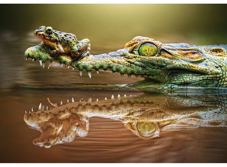 Пазлы «Крокодил и лягушка»