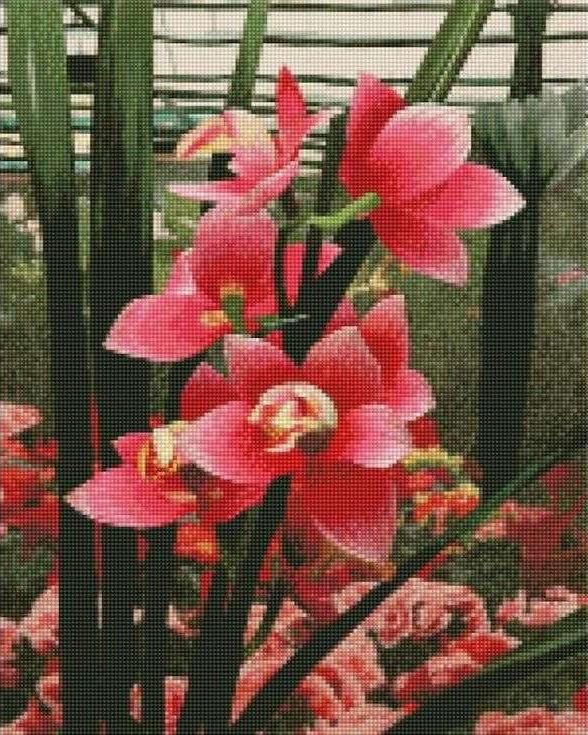 Алмазная вышивка «Нежные орхидеи»