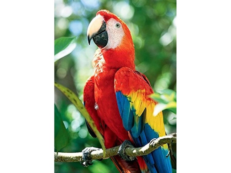 Пазлы «Красный попугай Ара»
