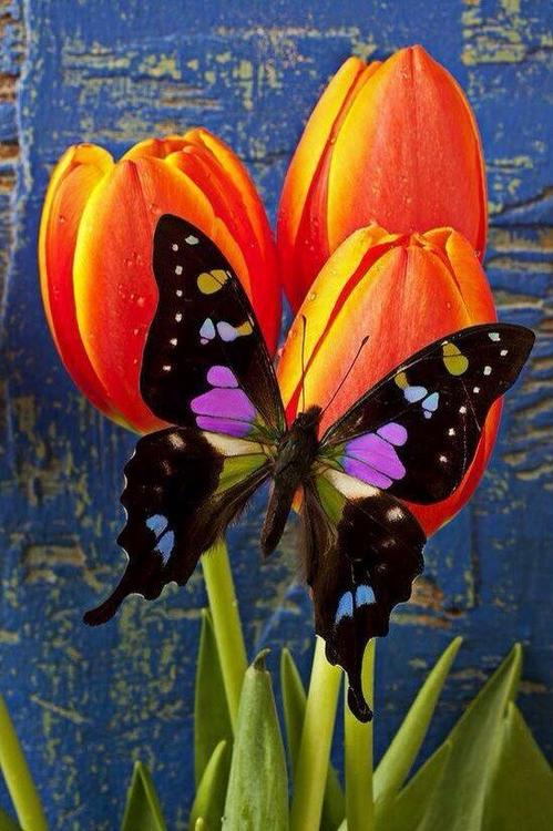 Алмазная вышивка «Бабочка на тюльпанах»