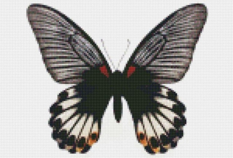 Алмазная вышивка «Бабочка Большой Мормон»