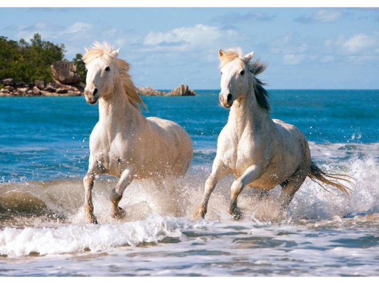 Пазлы «Белые лошади»