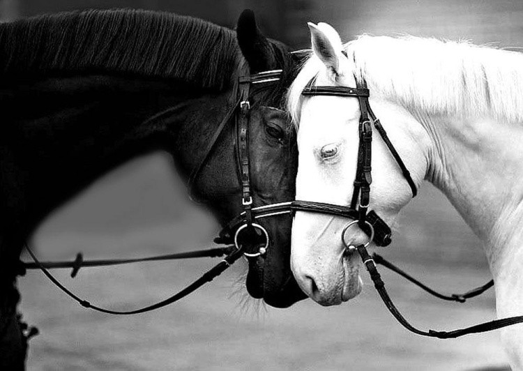 Алмазная вышивка «Черная и белая лошади»