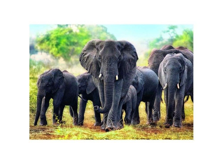 Пазлы «Африканские слоны»