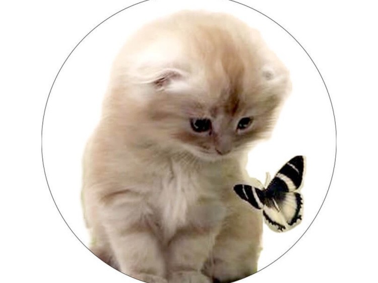 Набор для вышивания «Милый котенок с бабочкой»