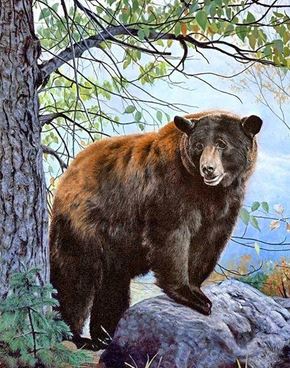 Алмазная вышивка «Бурый медведь»