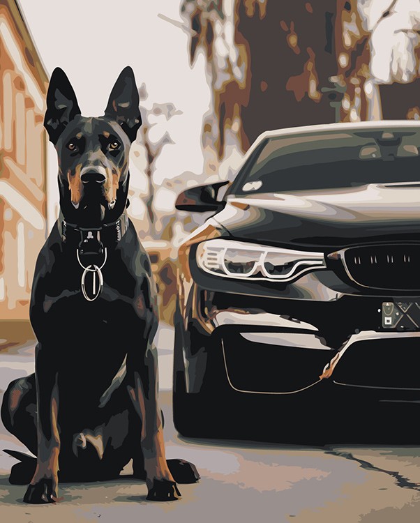 Картина по номерам «Машина BMW и собака доберман 40х50»