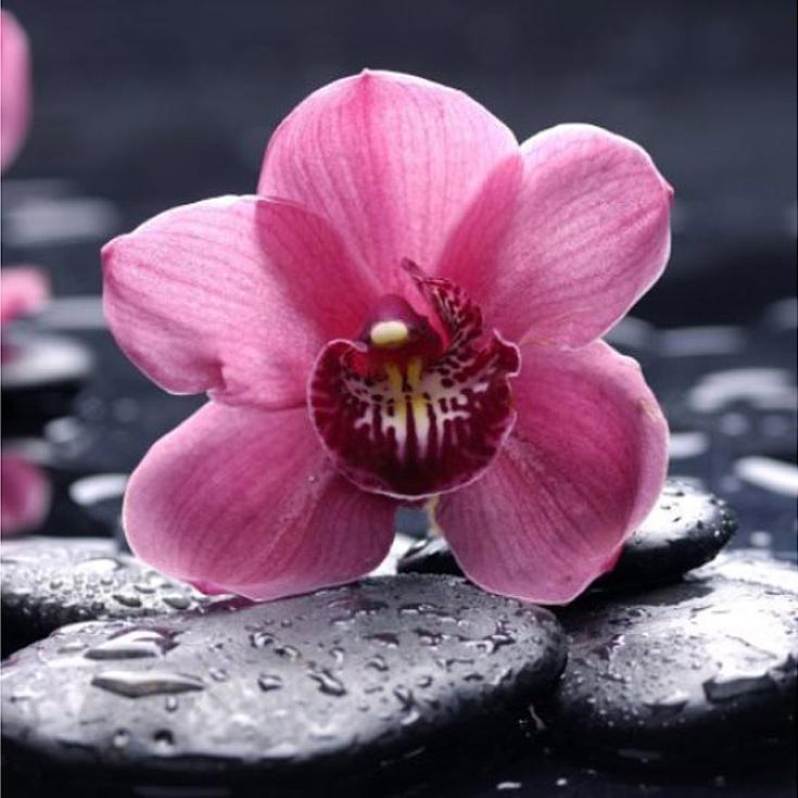 Алмазная вышивка «Орхидея»