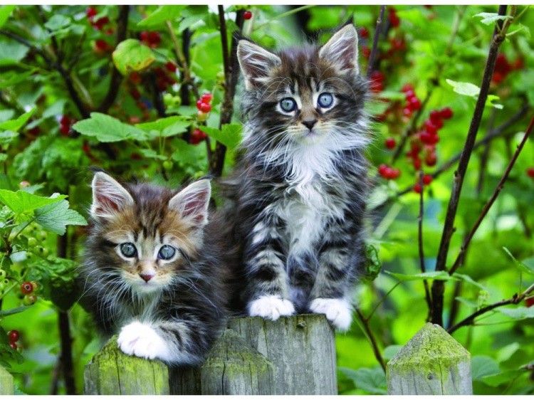 Пазлы «Котята на заборе»