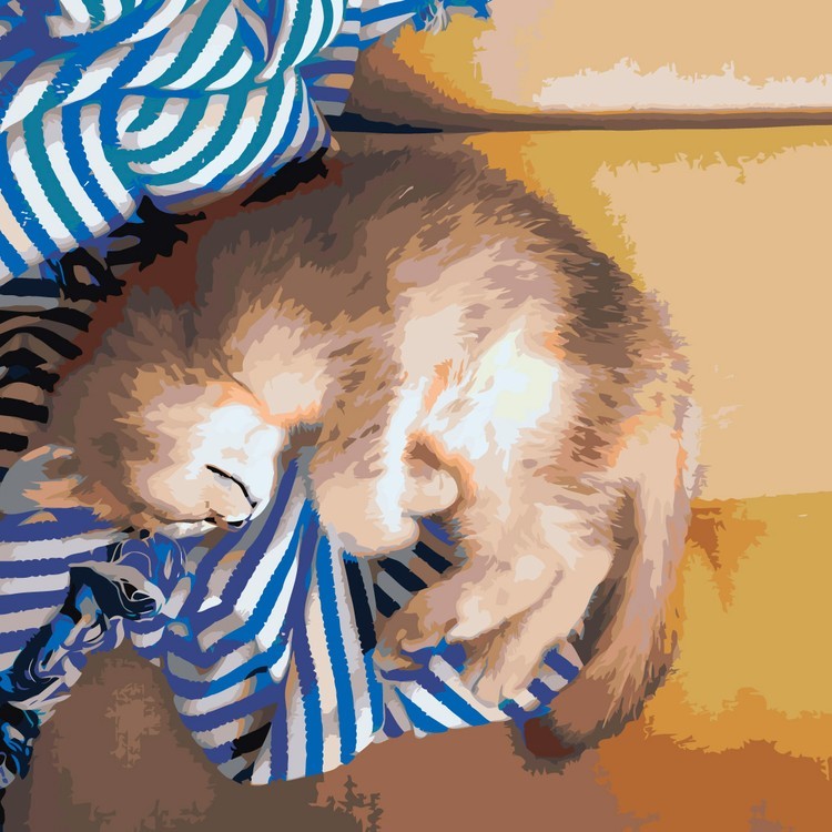 Картина по номерам «Сон котенка»
