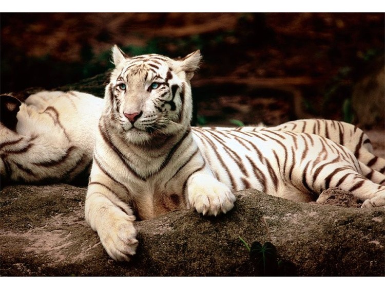 Пазлы «Бенгальские тигры»