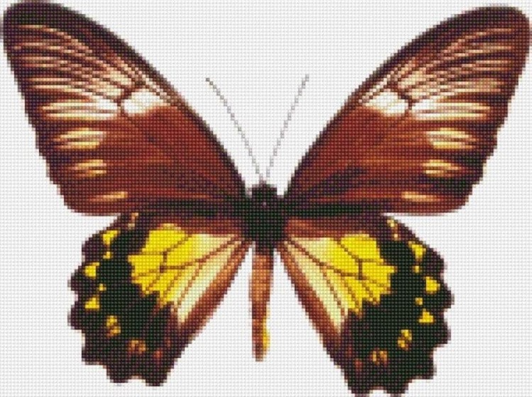 Алмазная вышивка «Малайская бабочка»