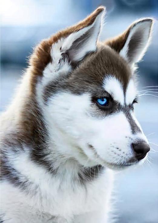 Алмазная вышивка «Снежный пес»