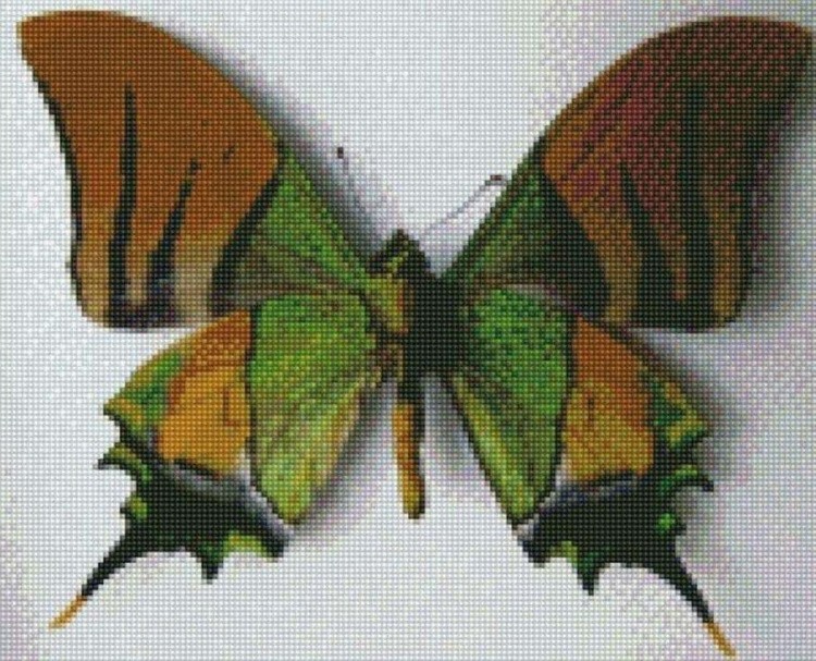Алмазная вышивка «Индийская бабочка»