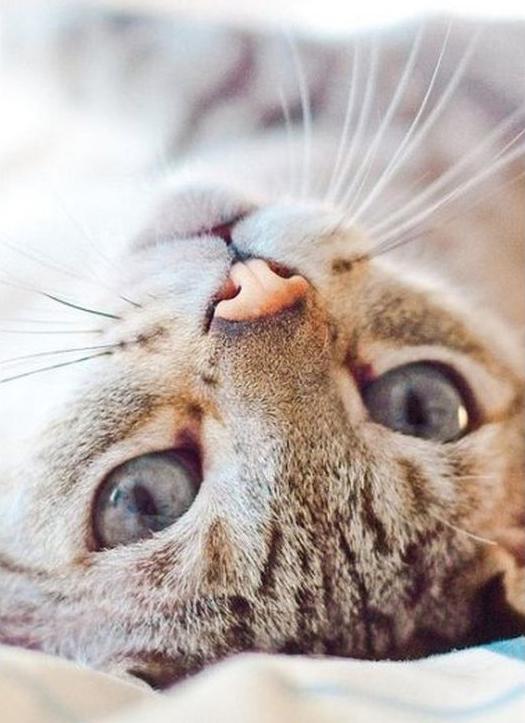 

Алмазная вышивка «Котик»
