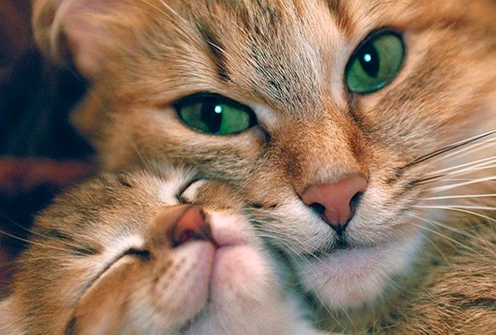 

Алмазная вышивка «Кошкина любовь»