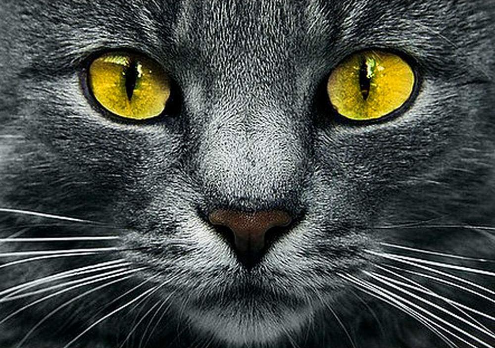 

Алмазная вышивка «Жёлтые глаза»