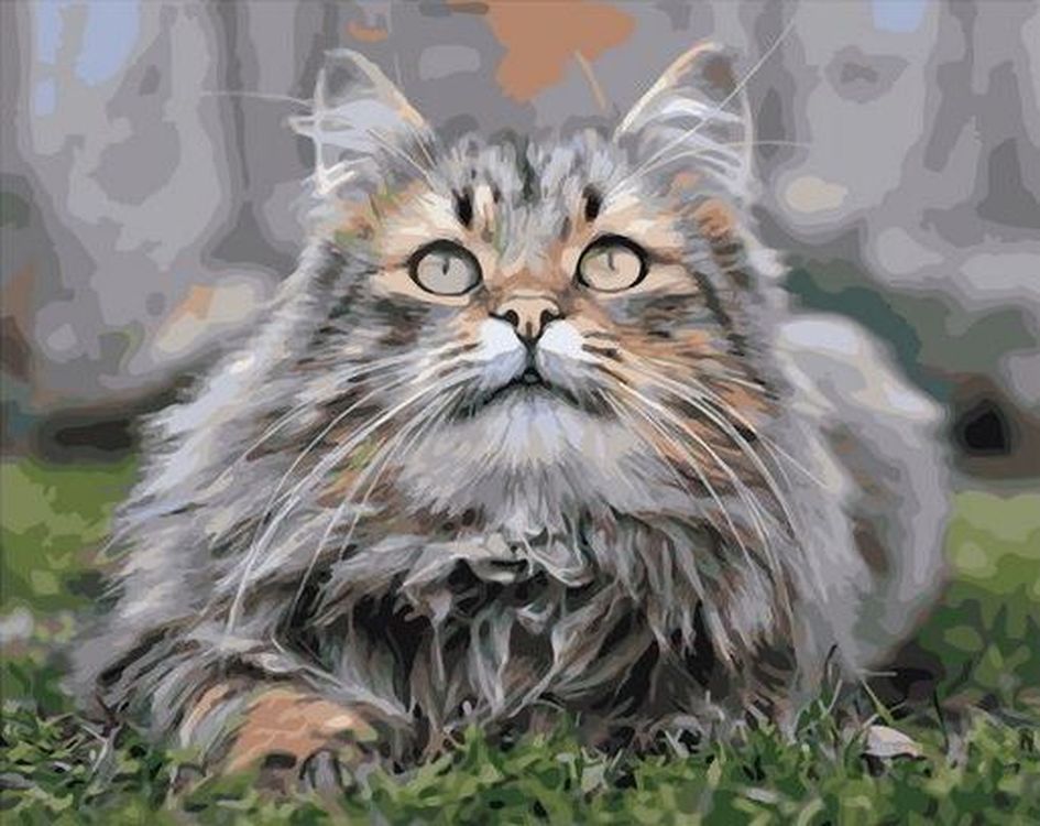 Кошку
