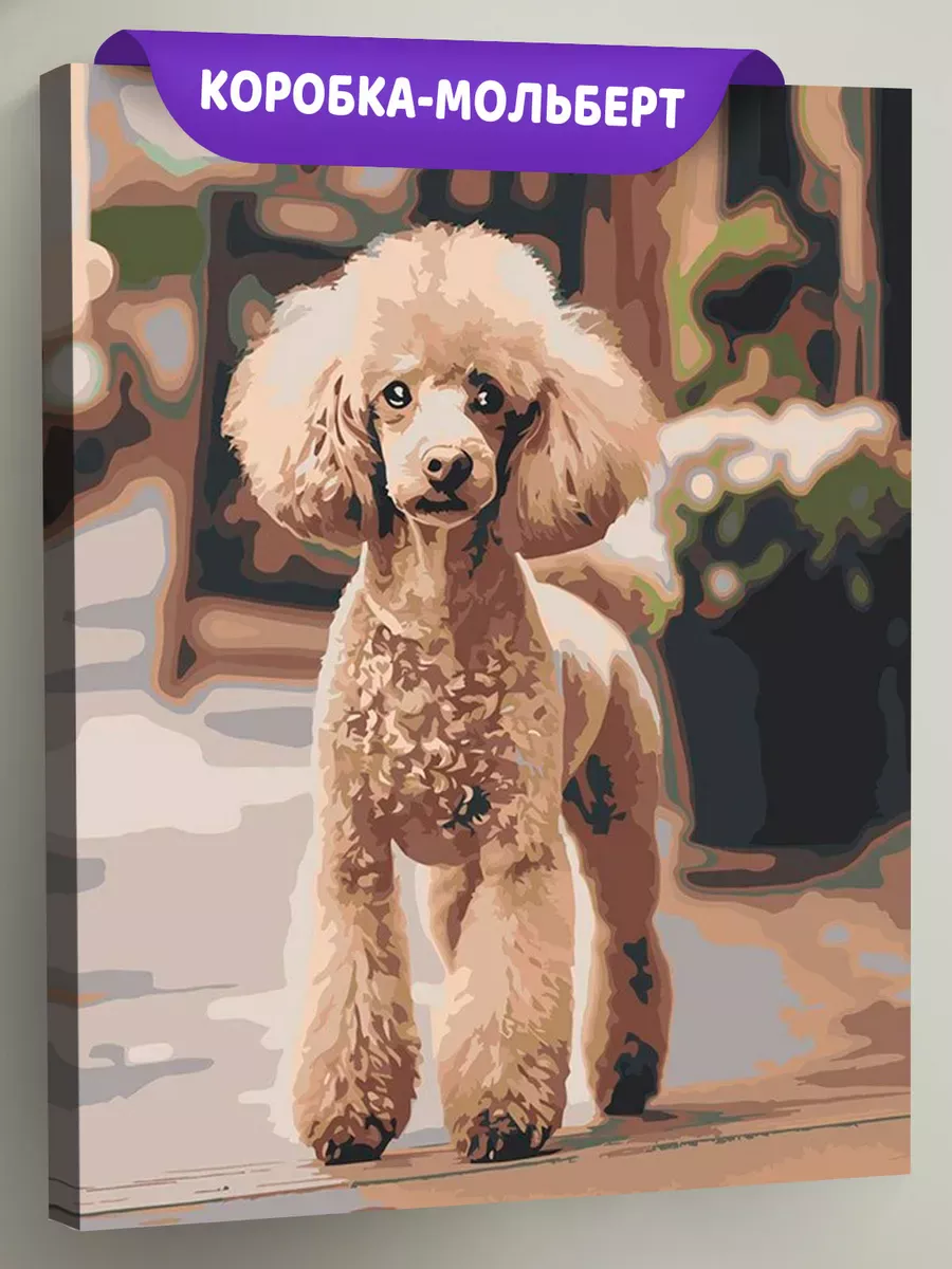 Картина по номерам «Собака пудель на улице 40х50»