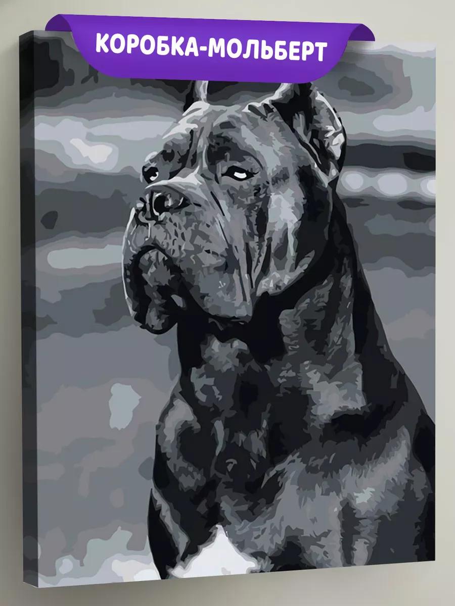 Картина по номерам «Собака Кане корсо чернобелая чб 40x50»