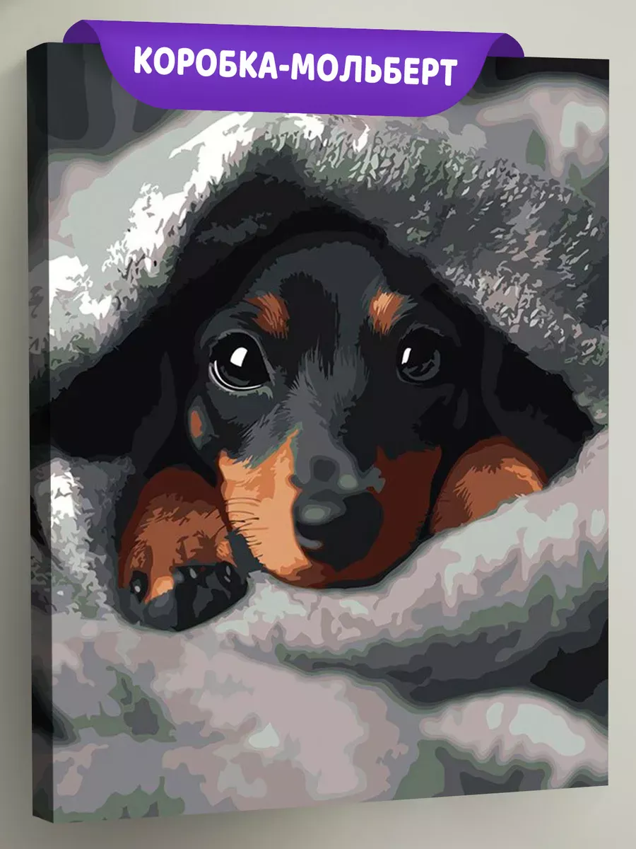 Картина по номерам «Собаки: щенок таксы под теплым пледом»