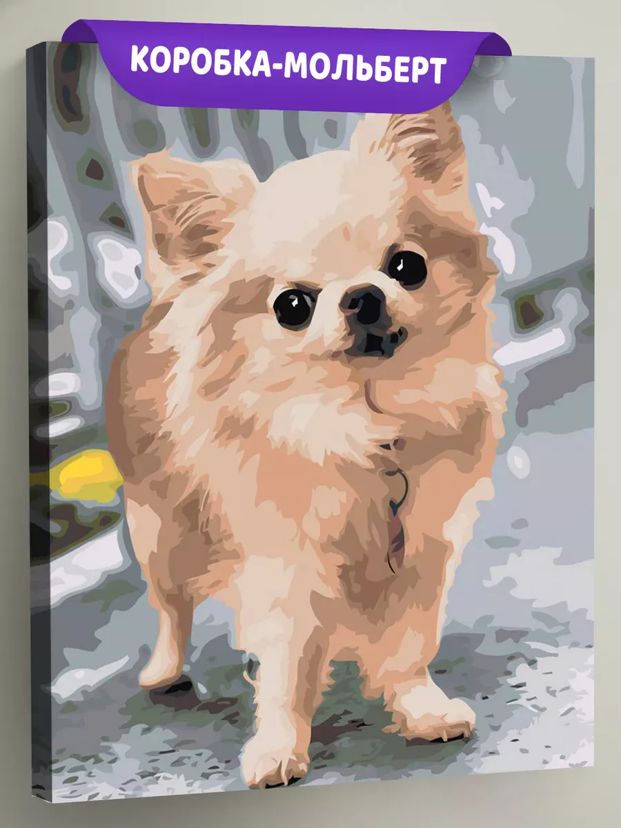 Картина по номерам «Собаки: пушистая чихуахуа на улице»