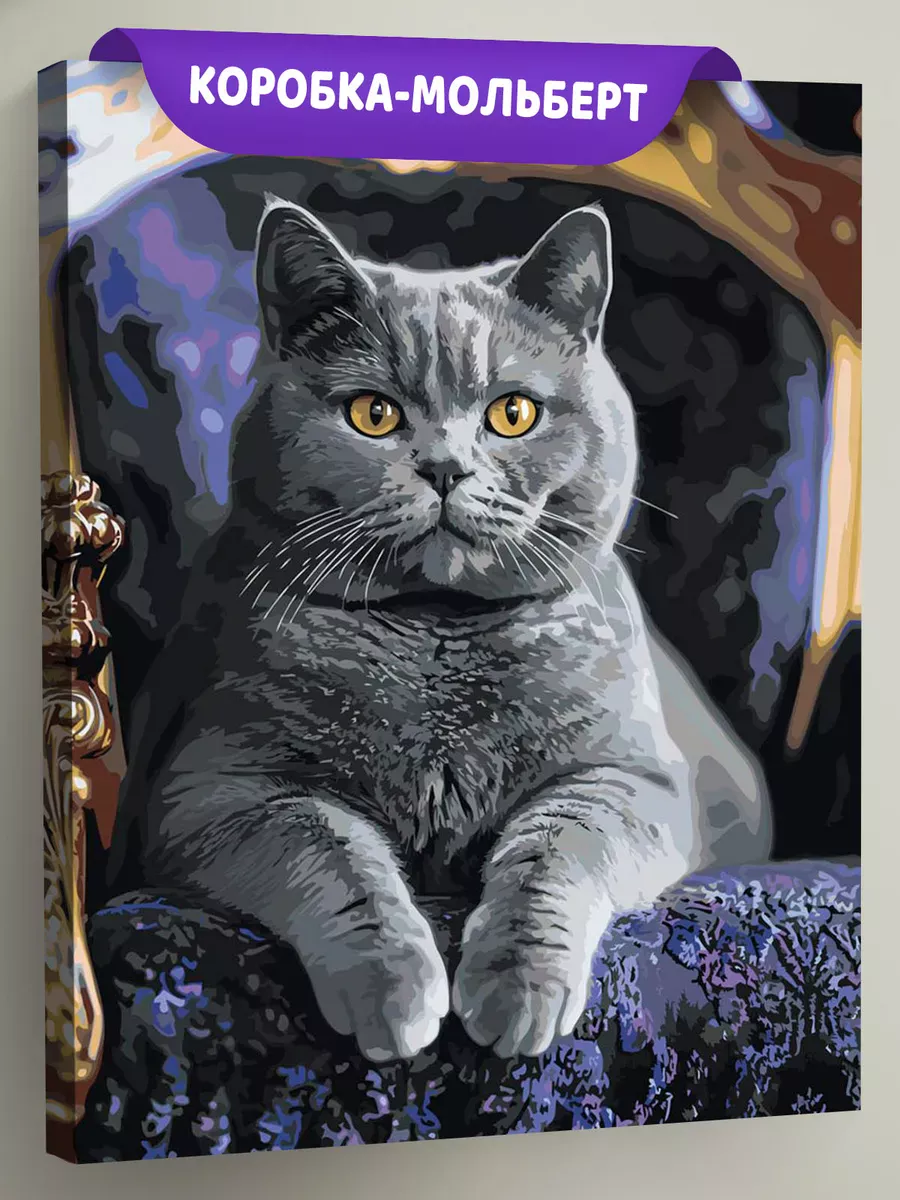 Картина по номерам «Кошки: серый британец, британский кот»